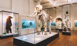 ‘Australian Museum Inside Out’  opens virtual doors through online tours